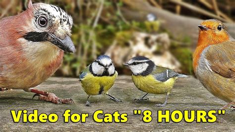 cat videos for cats to watch|bird videos to entertain cats.